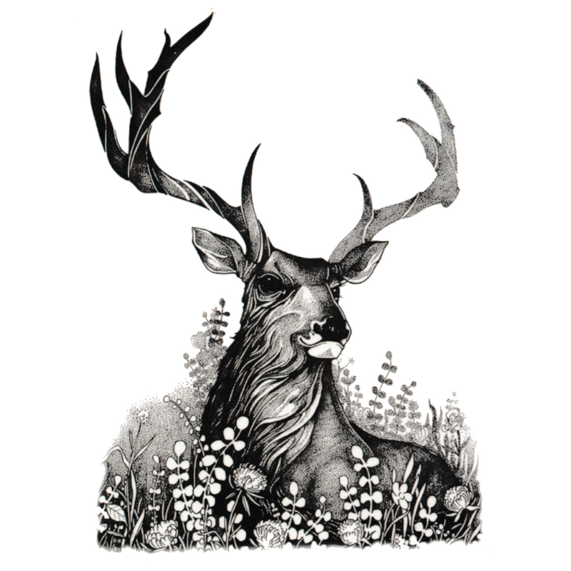 Deer