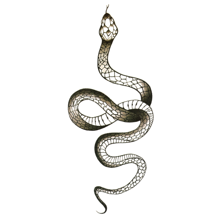 ANIMALI
